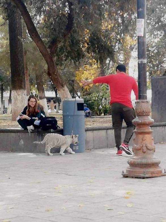 Pasean a tigre siberiano en SLP y la Profepa lo asegura