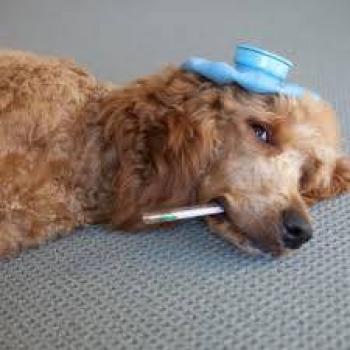 ¿El coronavirus se presenta en mascotas?