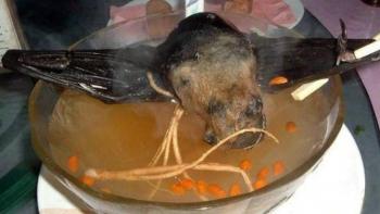 Sopa de murci&eacute;lago, podr&iacute;a explicar el origen del nuevo coronavirus
