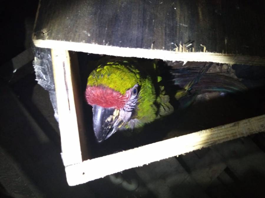 Aseguran en empresa de mensajería ejemplar de guacamaya