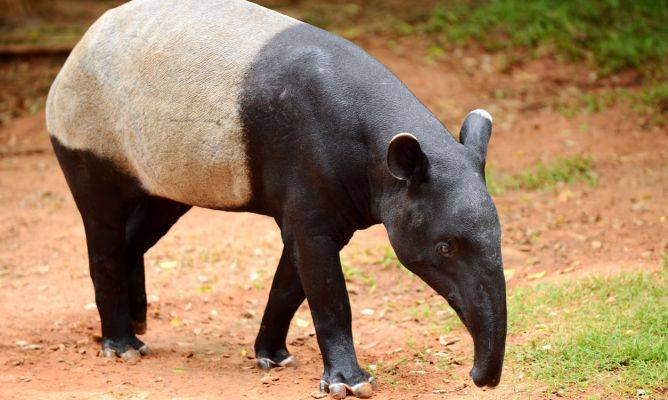 57 animales mueren al incendiarse un zoológico de Francia