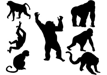 Comercio de animales salvajes aumenta riesgo de epidemias