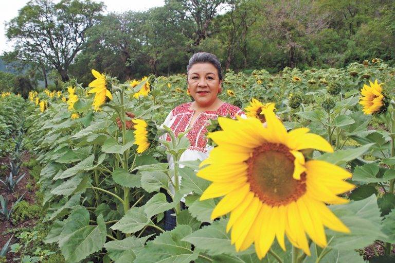 Campesinos oaxaqueños podrían salvar de la extinción a las abejas.