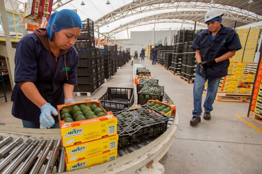 Productores de aguacate a pequeña escala, principales exportadores a EU