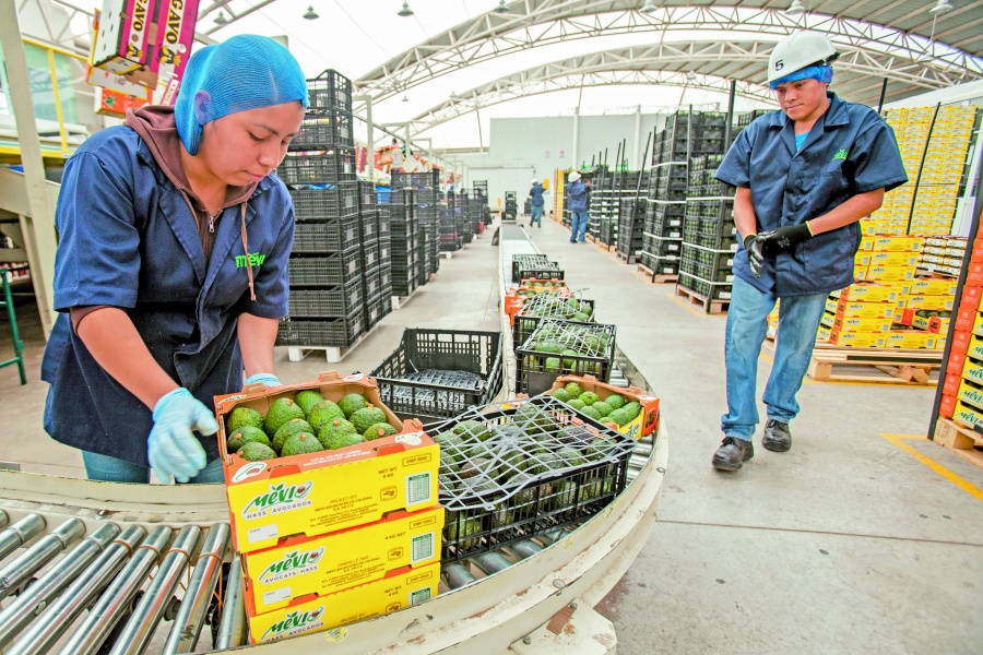 Pequeños aguacateros, los que más exportan a EU 