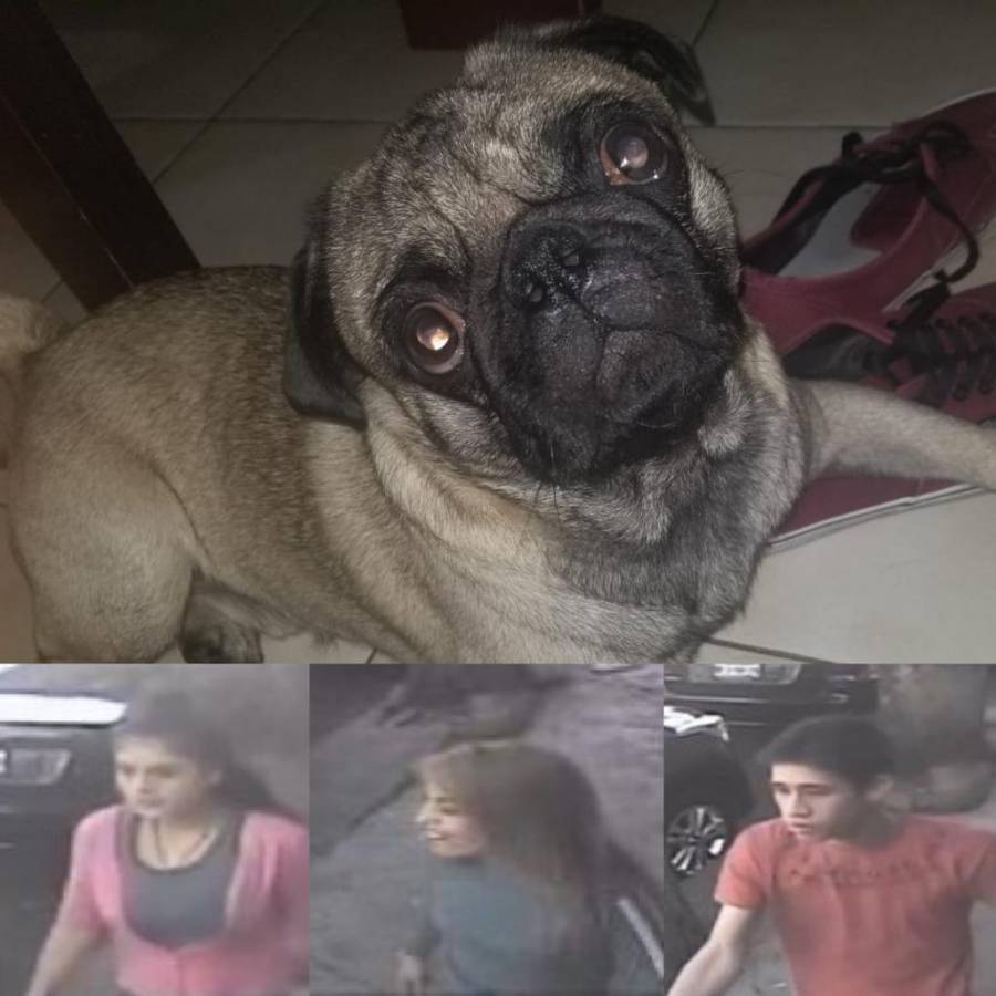 El robo de perros en la metr&oacute;poli es frecuente ahora le toc&oacute; a Mafioso