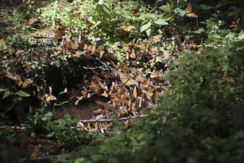 Encuentran sin vida a guía de santuario de la mariposa monarca