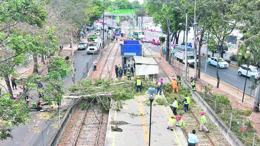 Vientos tiran árboles; activan alerta amarilla