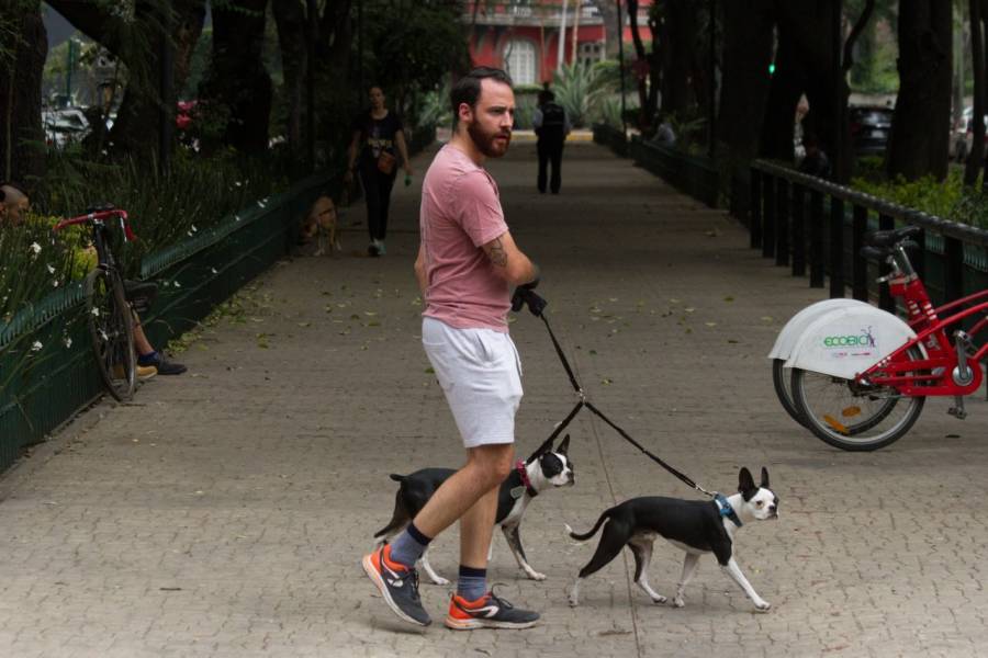 Secuestro de Mascotas será penado de 7 a 13 años de cárcel, plantea diputada del PVEM