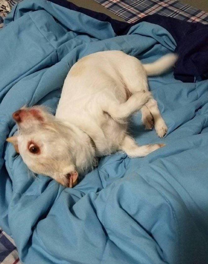 Extra&ntilde;o animal causa revuelo en redes sociales