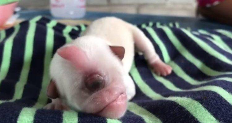 Nace perrito con un ojo en Tailandia