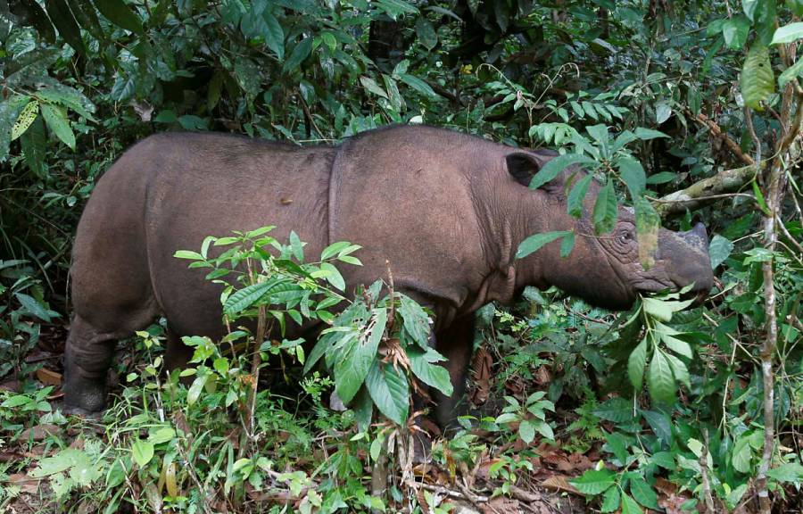 En 2019 declaran extintas a dos especies de animales