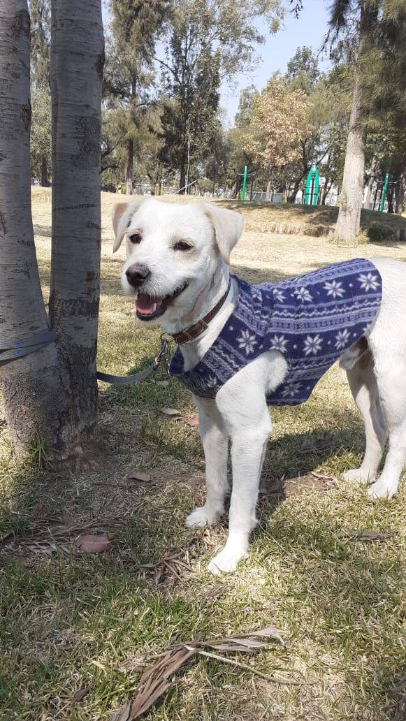 Comedor para perritos sin hogar en San Luis Potosí