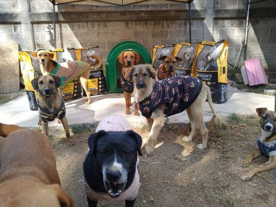 Queman refugio de animales en Chalco