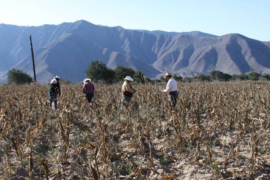 Da a conocer Agricultura Reglas de Operación de Producción para el Bienestar