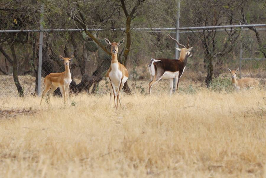 Nacen dos antílopes en Parque Ecológico Ehécatl