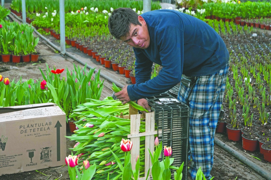 Se alistan productores para atender demanda de flores