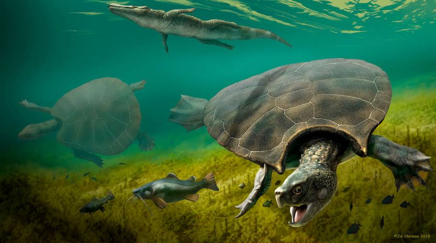 Hallan fósiles de gigantesca tortuga con cuernos