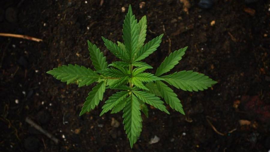 Aseguran más de una tonelada de mariguana en Sinaloa