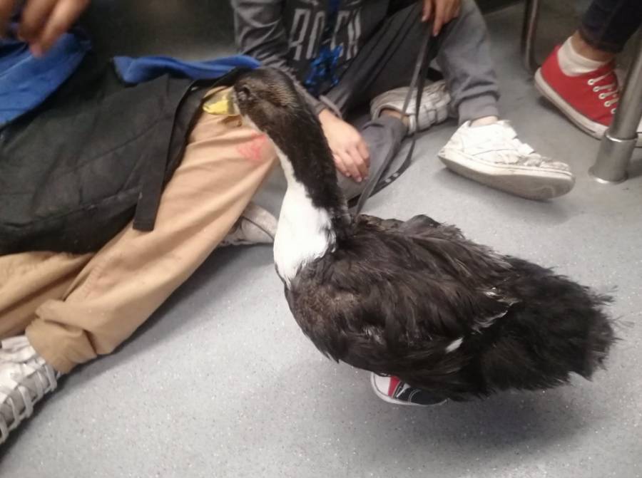 Usuarios captan a pato con zapatos paseando en el Metro