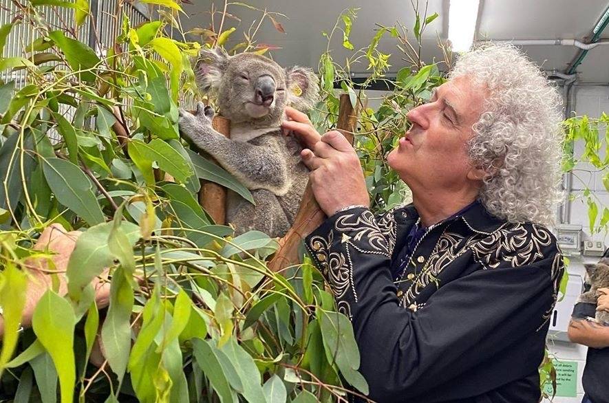 Brian May, de Queen, convive con koalas salvados de Australia