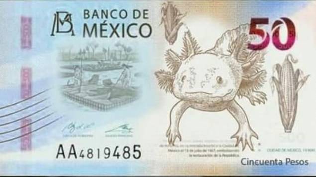 El ajolote, nueva imagen del billete de 50 pesos
