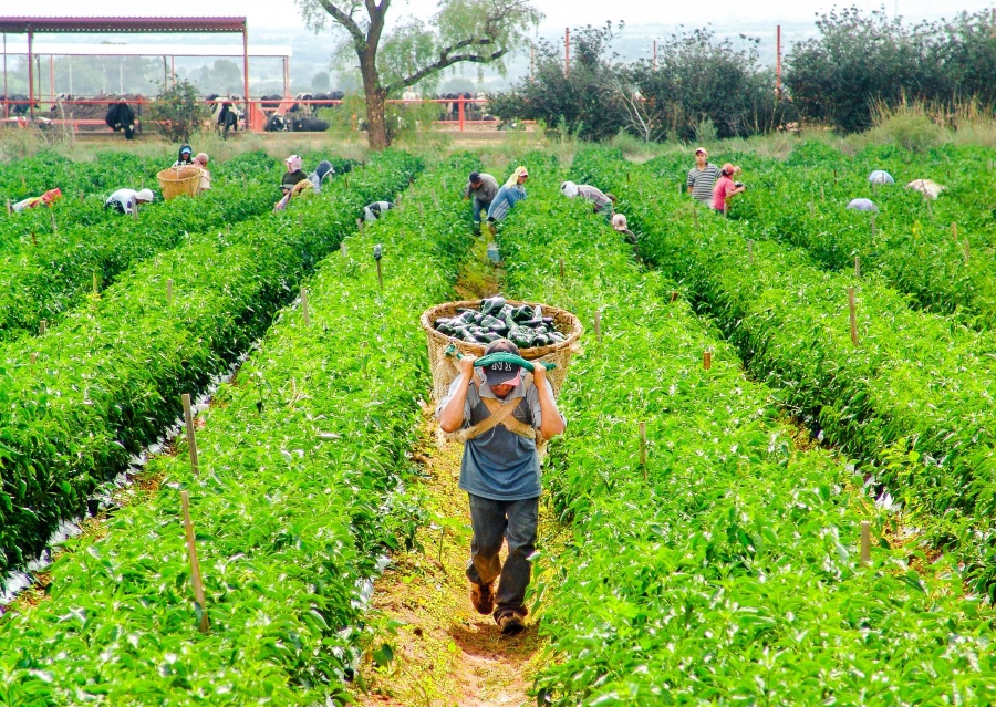 Crece 6% comercio agroalimentario México-EU