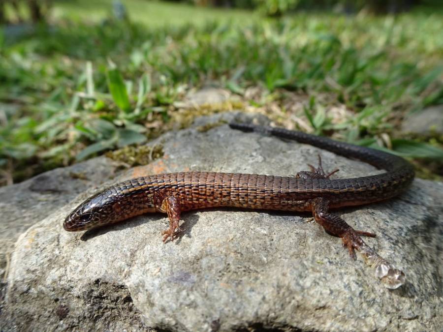 Reportan avistamiento de lagarto en peligro de extinción en Medellín