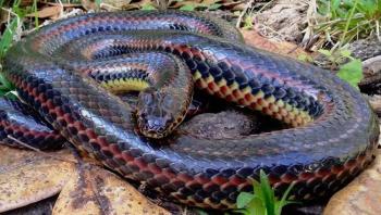 Encuentran una serpiente arco&iacute;ris; no se ve&iacute;a desde hace 50 a&ntilde;os