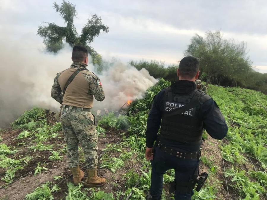 Halla Sedena el plant&iacute;o m&aacute;s grande de amapola en Durango