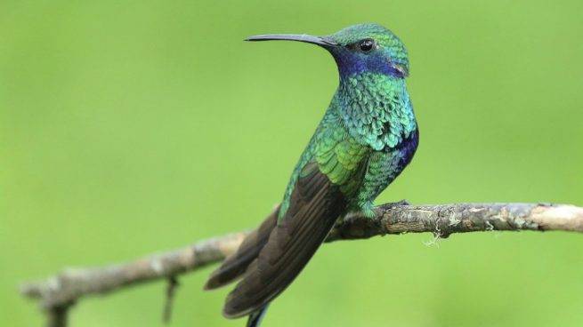 Alistan más jardines urbanos para colibrí en la CDMX