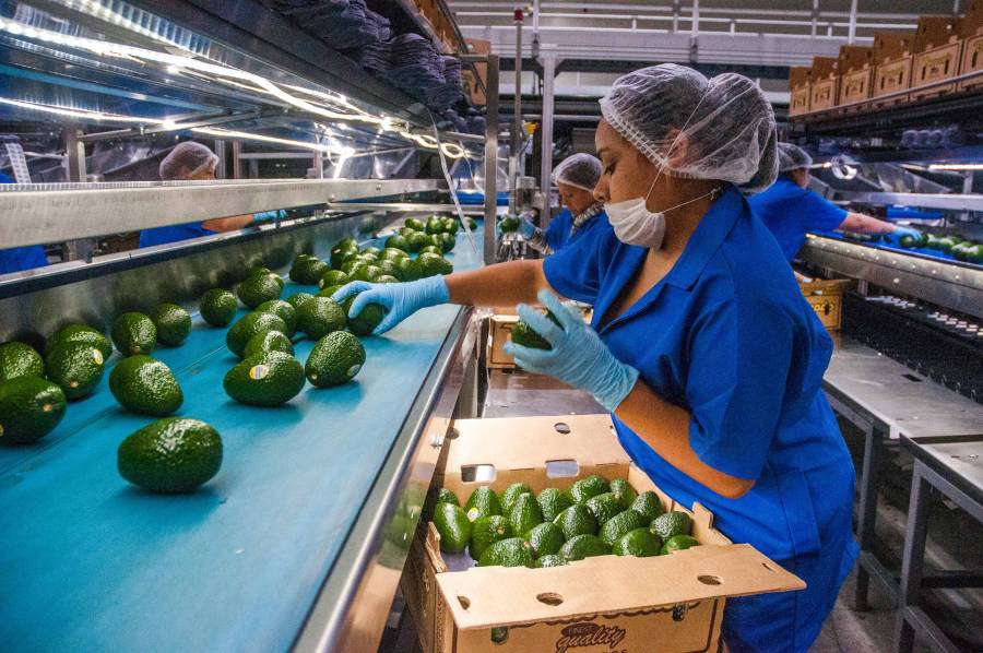 México supera la expectativa de exportación de aguacate a Estados Unidos
