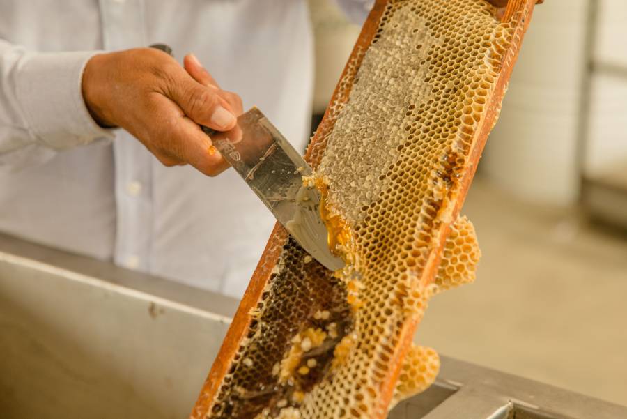 México produjo 61.9 mil toneladas de miel en 2019