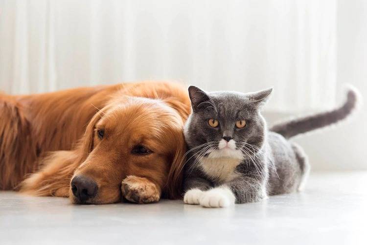 Al momento no existe evidencia de que mascotas puedan adquirir el Covid-19: OMS