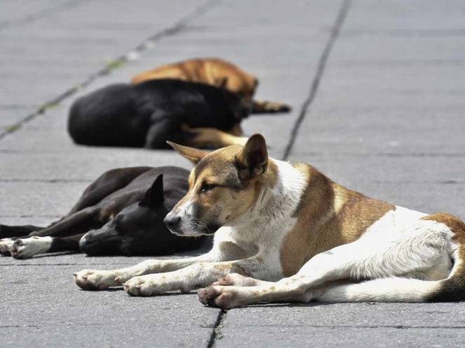 Propone legislador de Morena imponer cárcel a quien abandone a sus mascotas