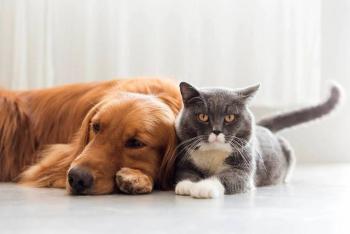 Al momento no existe evidencia de que mascotas puedan adquirir el Covid-19: OMS