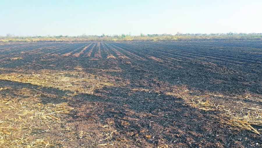 Buscan evitar quema de pastizales en Chiapas