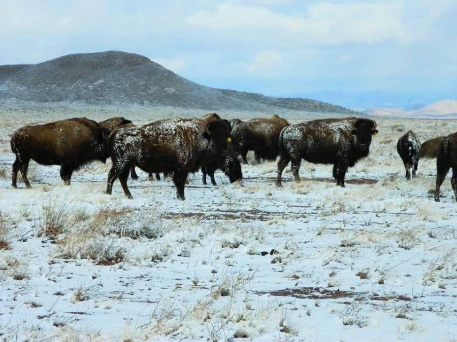 Después de 100 años bisonte americano vive naturalmente en las planicies de Coahuila