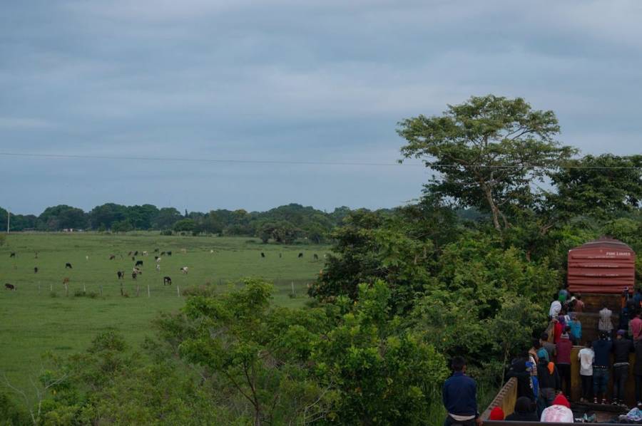 Conacyt ocultó informe crucial sobre impacto del Tren Maya