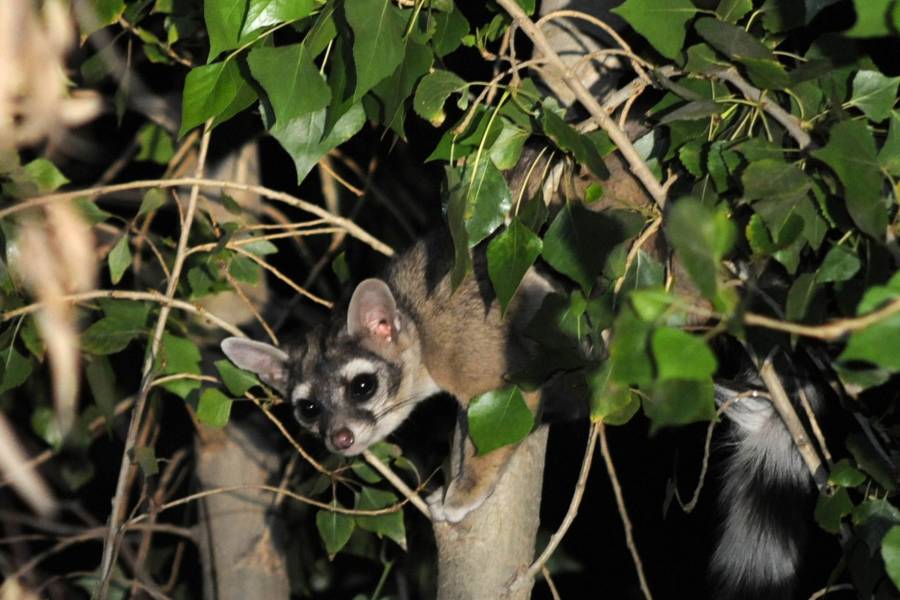 Cacomixtles causan revuelo en la colonia Guerrero