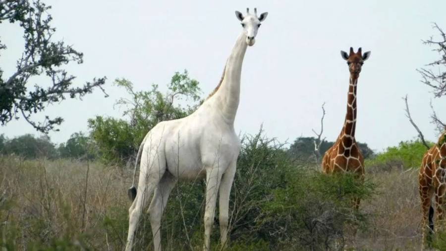Cazadores matan a la única jirafa blanca de Kenia