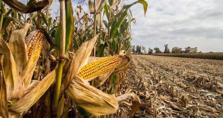 Se mantiene producción de maíz en Guerrero durante 2019: Agricultura