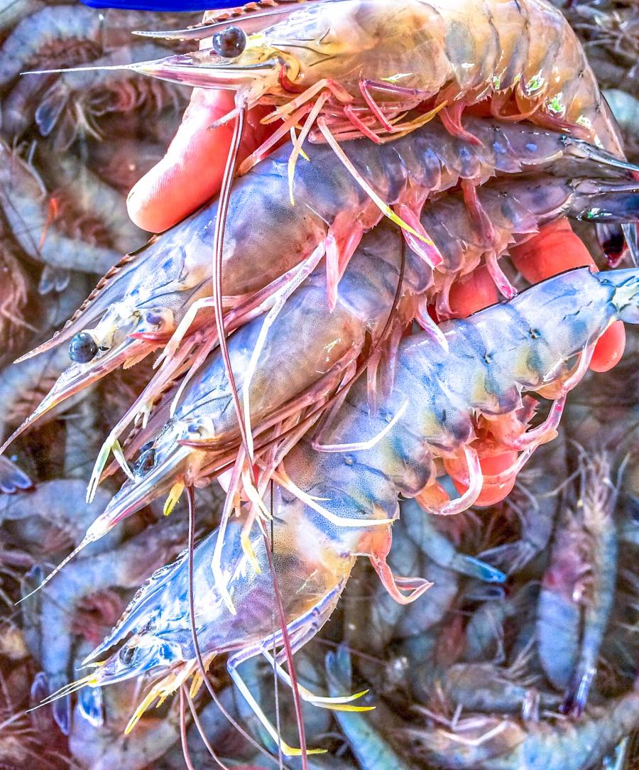 Agricultura establece veda para la pesca de camarón