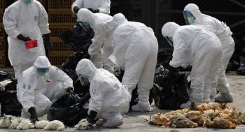 Confirma Filipinas nuevo brote de gripe aviar #H5N6