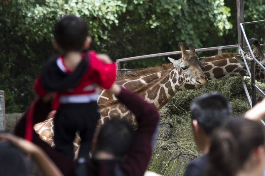 Cierran zoológicos en la CDMX por coronavirus