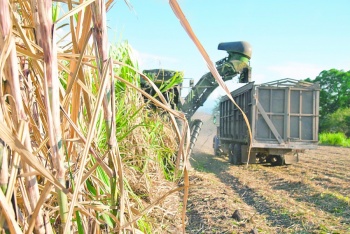 Estados Unidos importar&aacute; m&aacute;s az&uacute;car