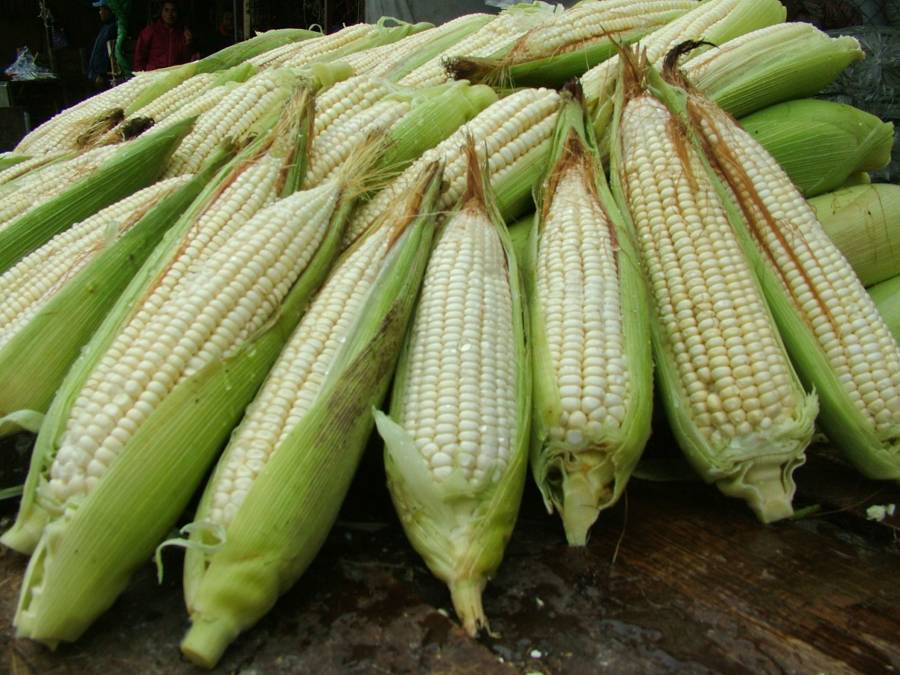 Apoyos para productores de maíz en Sinaloa, Sonora y Tamaulipas