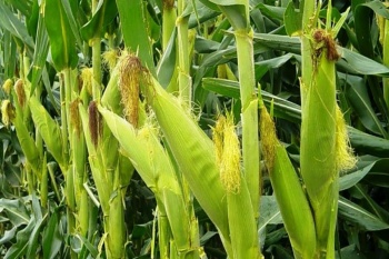 Agricultura apoya con precio de garant&iacute;a para ma&iacute;z