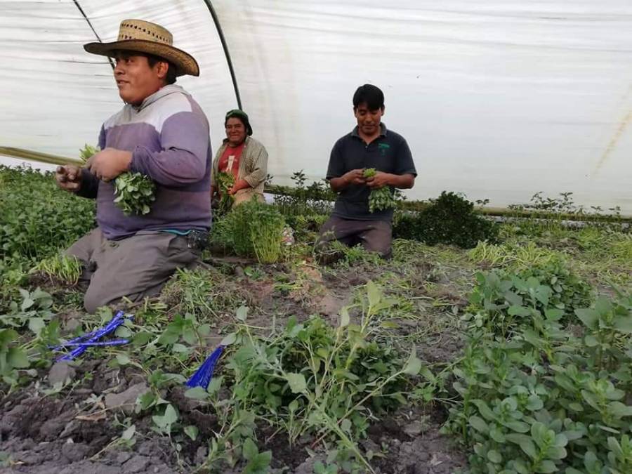 Discriminan a organizaciones de agricultores durante la reunión “Cumbre”.