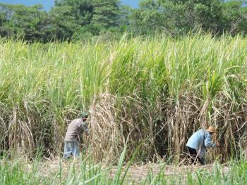 Desarrolla Colpos mejora de semillas de ca&ntilde;a de az&uacute;car